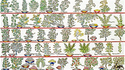 藏藥資源分布、發(fā)展史